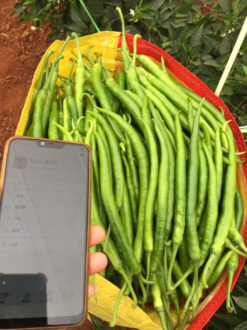 螺丝椒，线椒，四号椒，八号椒，新鲜，当天采摘发车