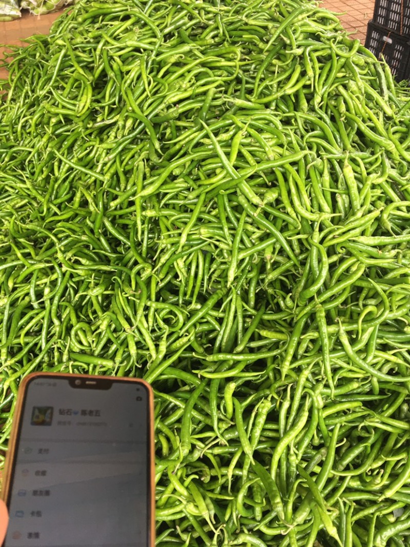 螺丝椒，线椒，四号椒，八号椒，新鲜，当天采摘发车