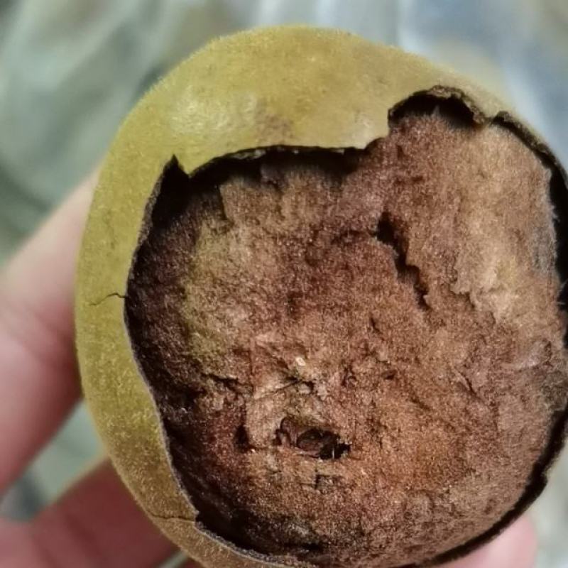 广西桂林罗汉果主产地各种规格齐全传统火烤罗汉果