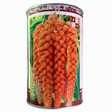 懒谷3号谷种红吨谷净含量500克粮食种子小米种子