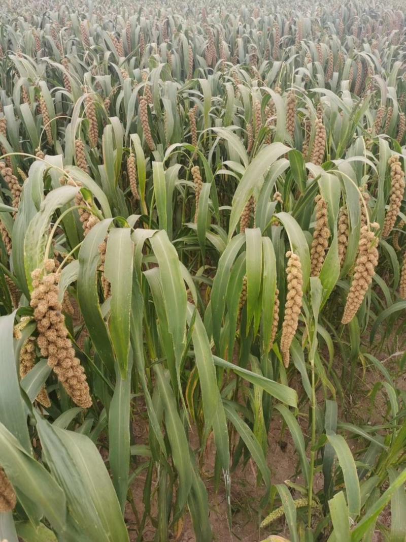 懒谷3号谷种红吨谷净含量500克粮食种子小米种子