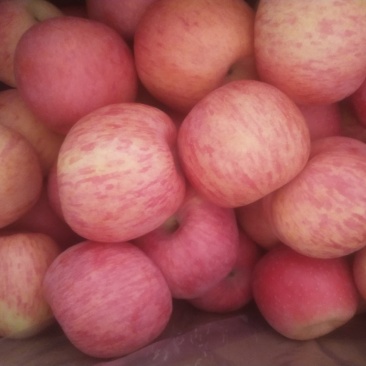 陕西廷安山地苹果