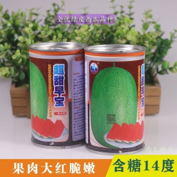 特大新红宝西瓜种子绿皮西瓜种超甜早宝早熟新巨宝赣新红