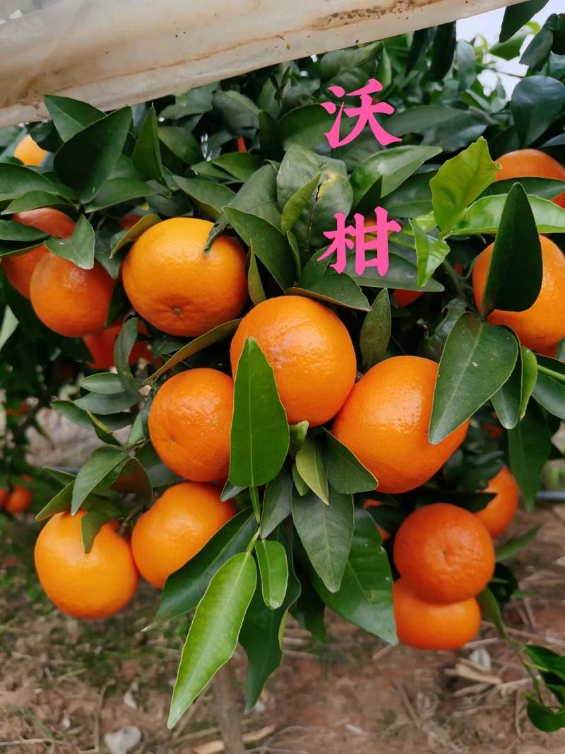 湖南永州江永回龙圩好吃沃柑