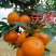 湖南永州江永回龙圩好吃沃柑