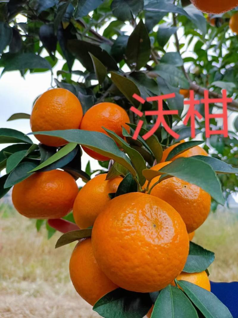 湖南永州江永回龙圩好吃沃柑