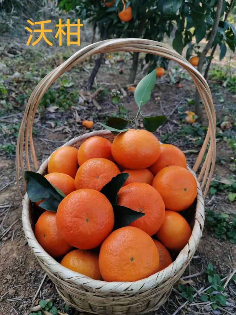 湖南永州江永回龙圩好吃沃柑