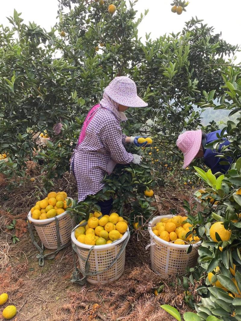 代办大量江西赣南会昌桔柚中国地标产品摆摊次果通货便宜滞销