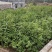 广西大红八角(直生裸根苗、嫁接苗)供应5万株