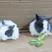白兔，花兔，一个月左右的小兔，宠物兔，量大从优，需要联系
