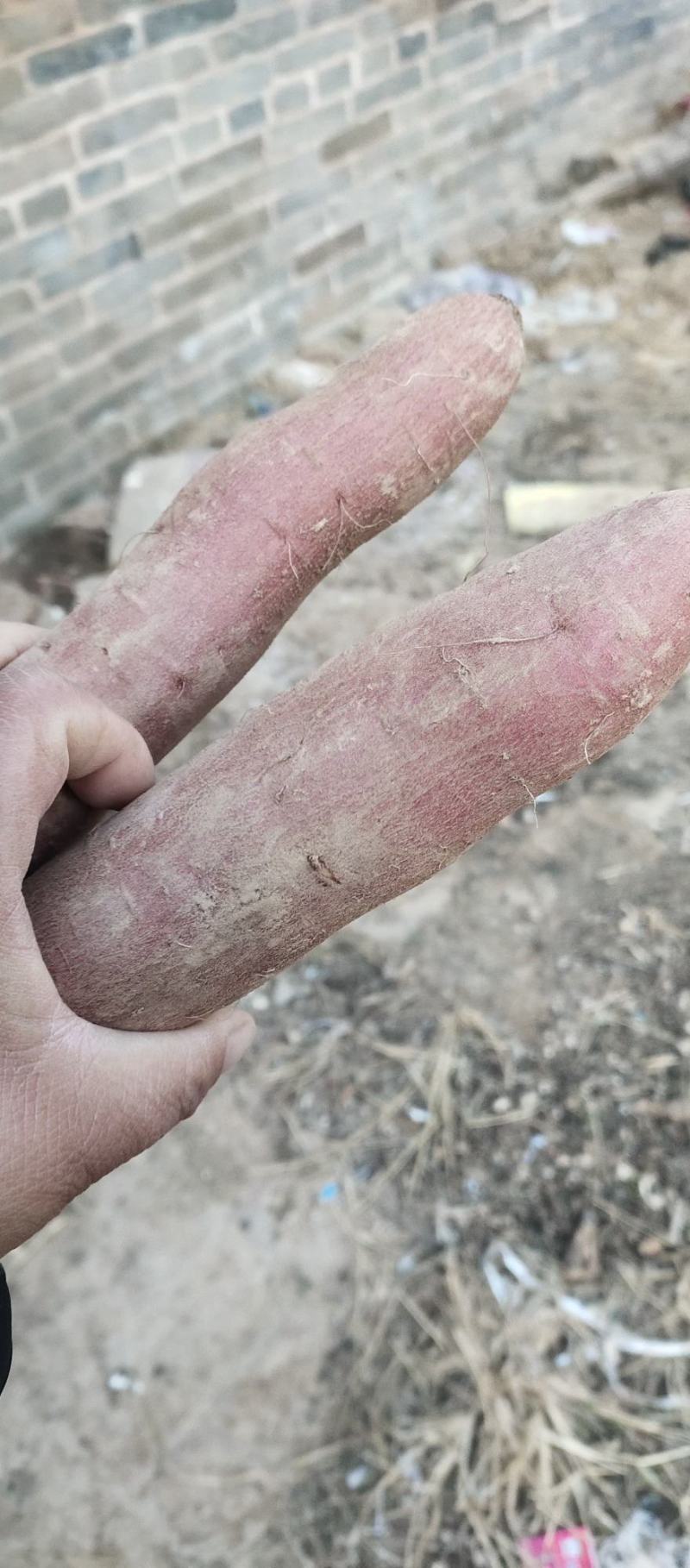 陕西秦薯5号红薯，细长条，需要的朋友抓紧时间啦