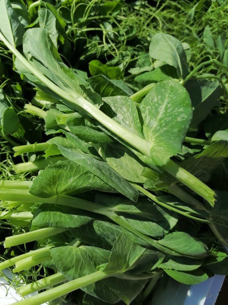 蔬菜/芽苗类/豌豆尘