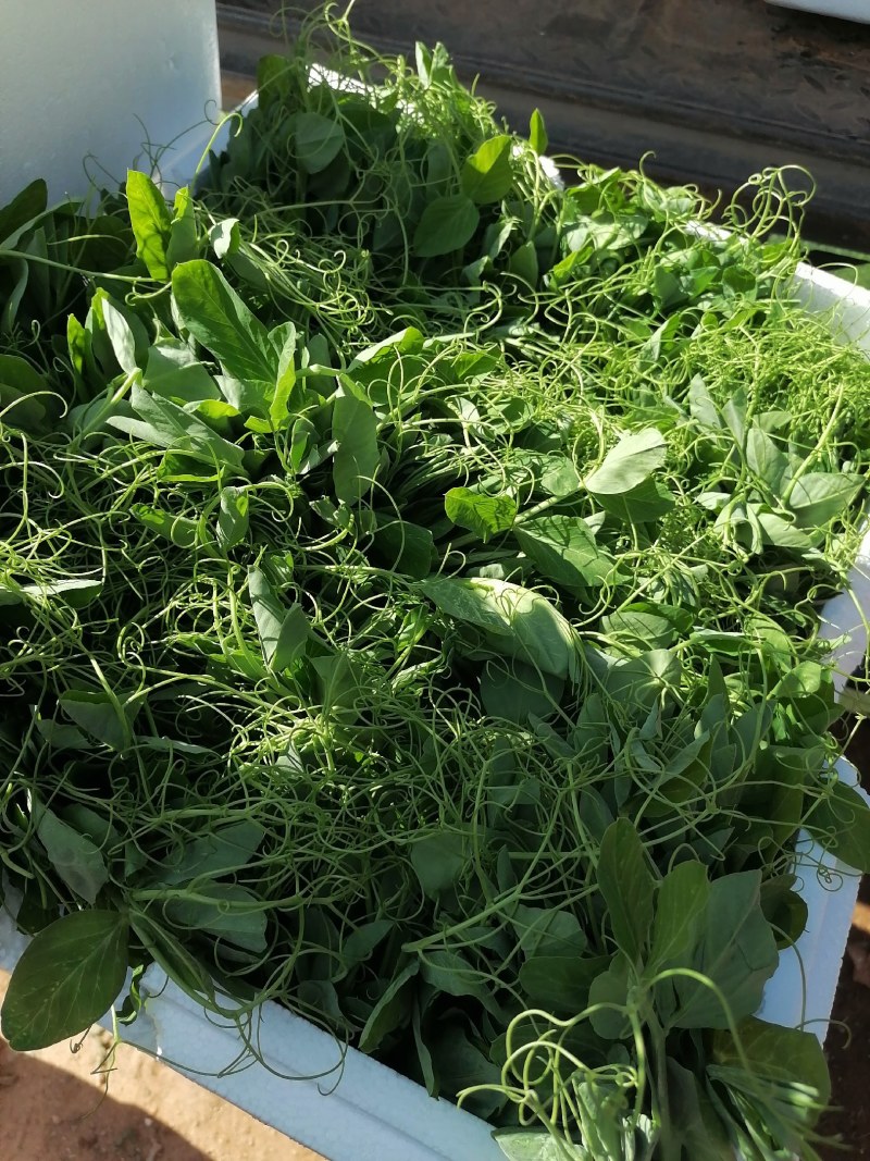 蔬菜/芽苗类/豌豆尘