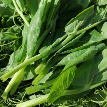 蔬菜/芽苗类/豌豆尘