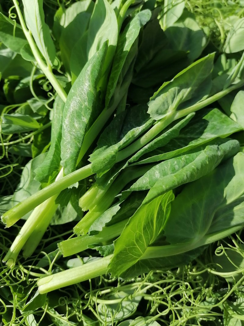 蔬菜/芽苗类/豌豆尘