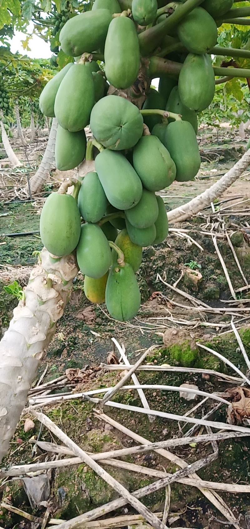 海南昌江中白红心牛奶水果木瓜