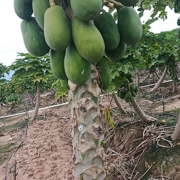 海南昌江中白红心牛奶水果木瓜