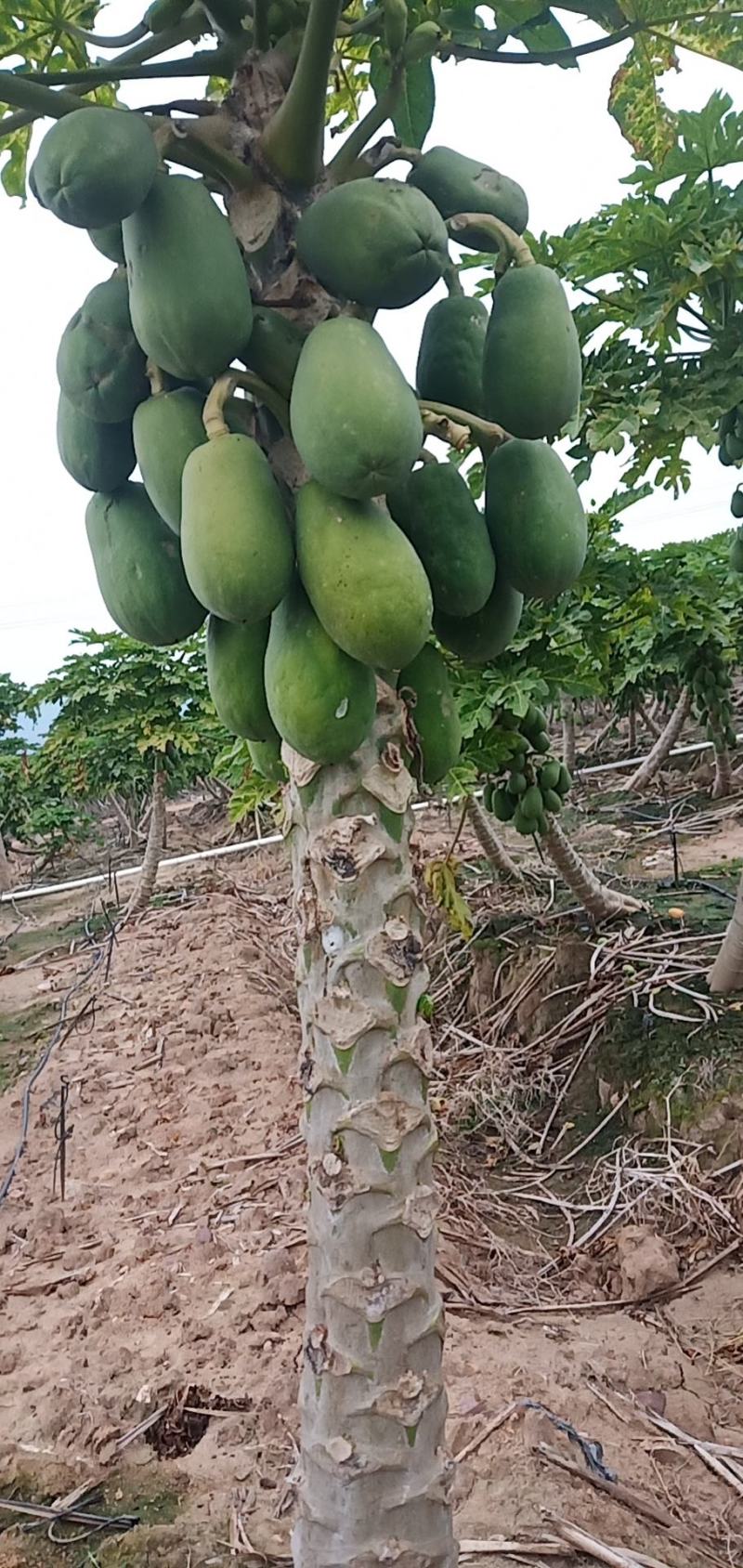 海南昌江中白红心牛奶水果木瓜