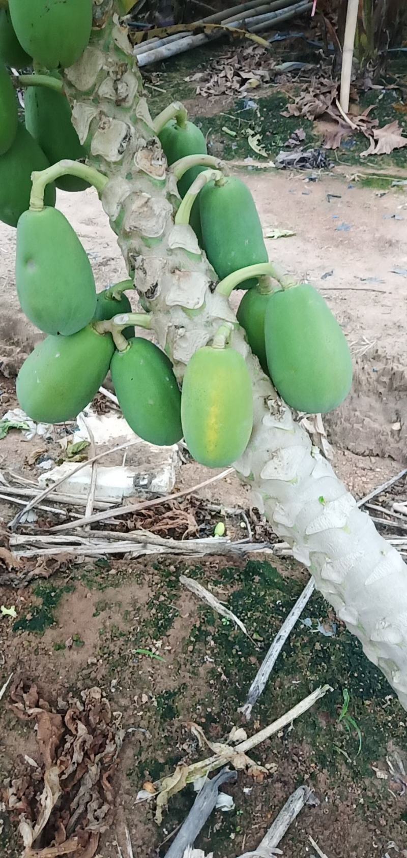 海南昌江中白红心牛奶水果木瓜