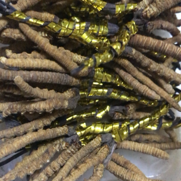 青海特产冬虫夏草老一根32元需要的朋友们联系我了