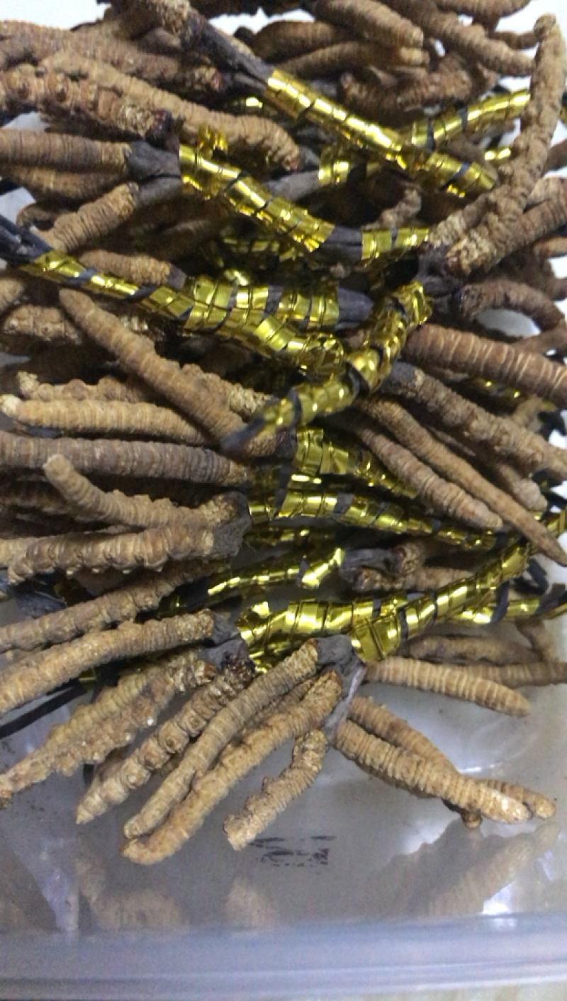 青海特产冬虫夏草老一根32元需要的朋友们联系我了