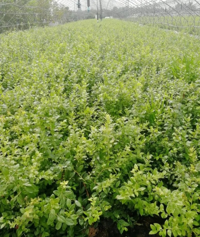 蓝莓苗薄雾兔眼卡密尔蓝莓苗【速生生长速度结果快】