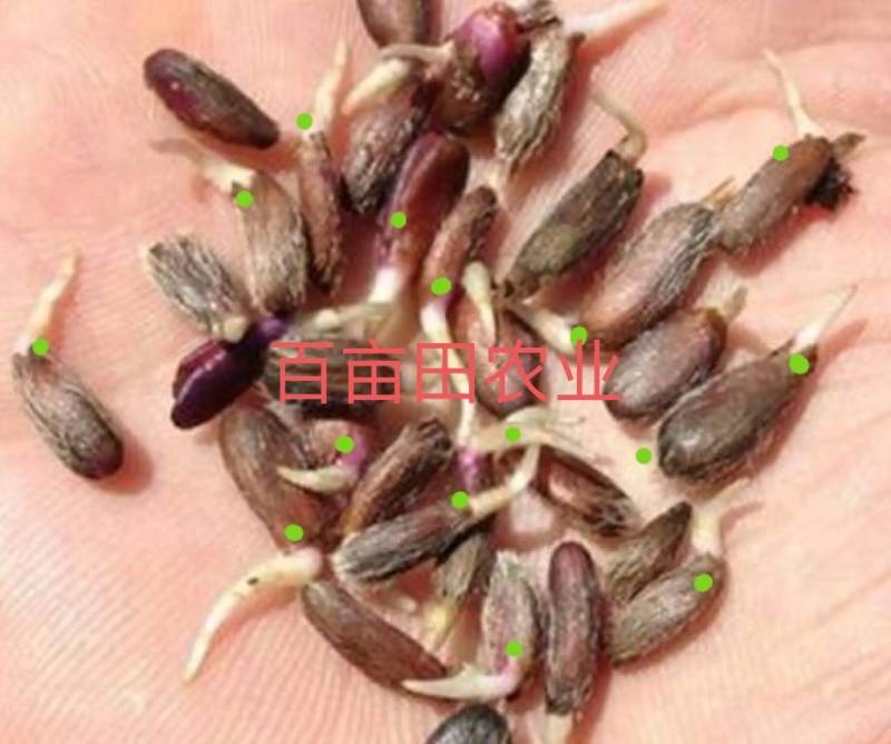白术，（干白术）无硫10公斤包邮，品质保证，岔口好