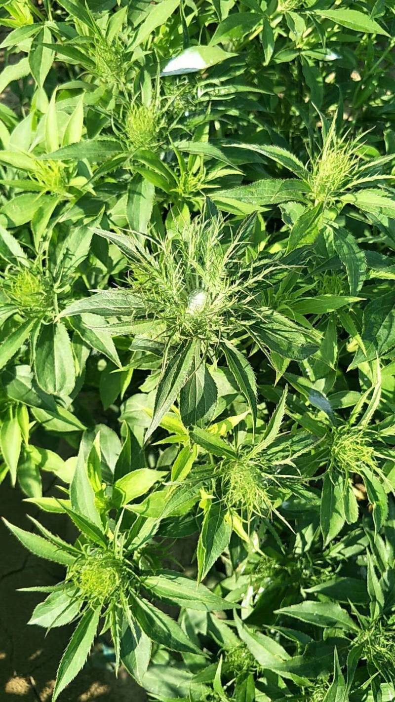 白术，（干白术）无硫10公斤包邮，品质保证，岔口好