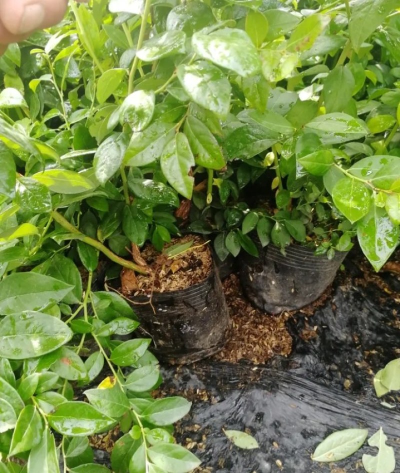 蓝莓苗薄雾兔眼卡密尔蓝莓苗【速生生长速度结果快】