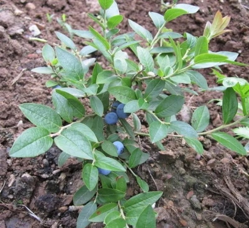 蓝莓苗薄雾兔眼卡密尔蓝莓苗【速生生长速度结果快】