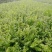 蓝莓苗薄雾兔眼卡密尔蓝莓苗【速生生长速度结果快】