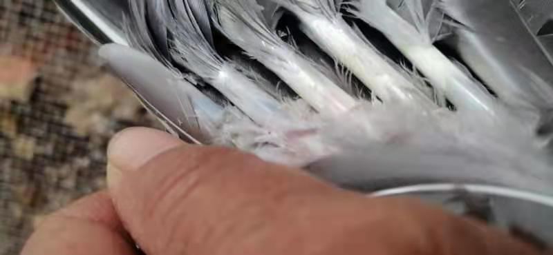 广东马刚黑鹅平均12