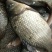 鲫鱼，自生鲫鱼，漂亮鲫鱼味道鲜美，黑腥鲫鱼，