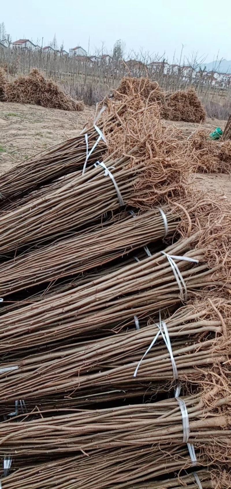 刺槐苗1-2年生量大基地直发，量大从优，