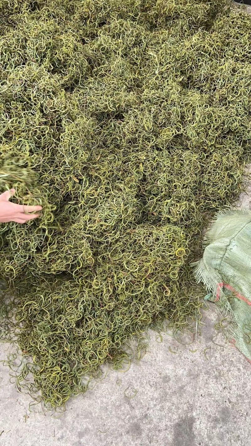 【野生化石草】高品质货大量批发长期供应大货