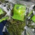 【野生化石草】高品质货大量批发长期供应大货