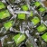 【野生化石草】高品质货大量批发长期供应大货