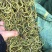 【野生化石草】高品质货大量批发长期供应大货