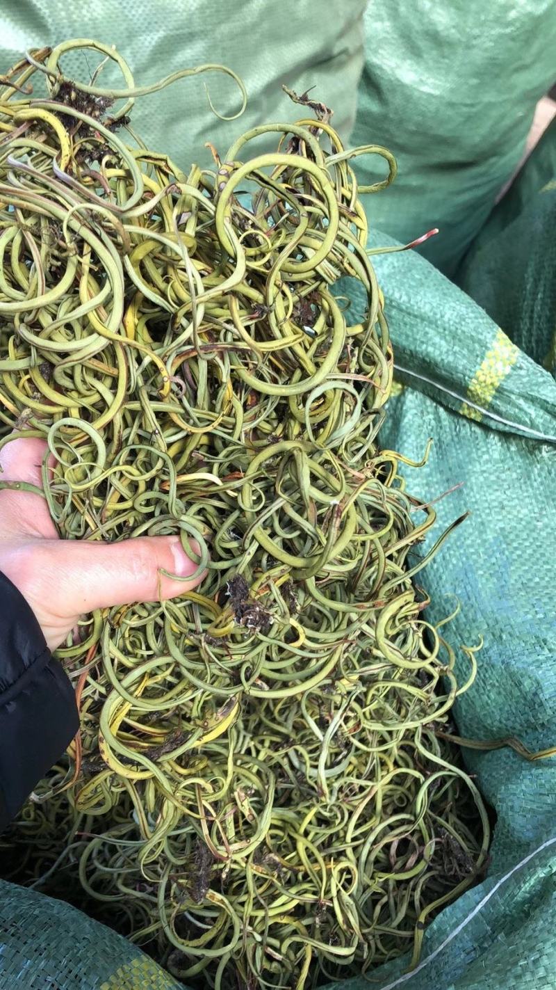 【野生化石草】高品质货大量批发长期供应大货