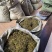 【野生化石草】高品质货大量批发长期供应大货