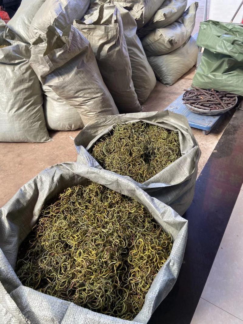 【野生化石草】高品质货大量批发长期供应大货