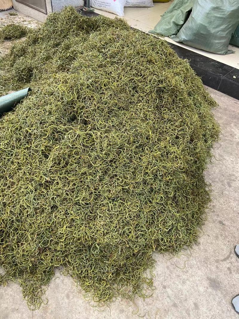 【野生化石草】高品质货大量批发长期供应大货