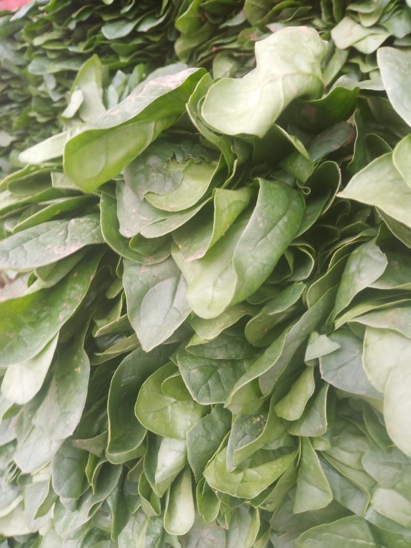 《趴地菠菜》河南趴地菠菜/圆叶趴地菠菜/趴地小菠菜