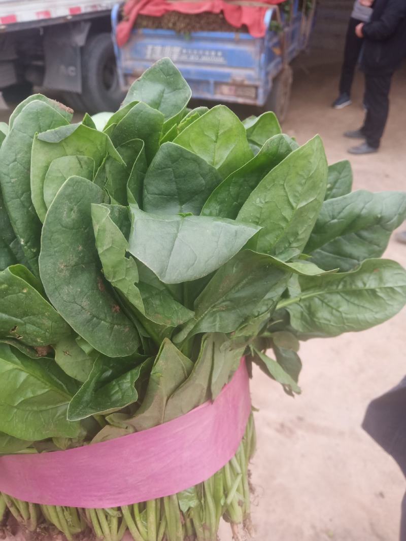 《趴地菠菜》河南趴地菠菜/圆叶趴地菠菜/趴地小菠菜