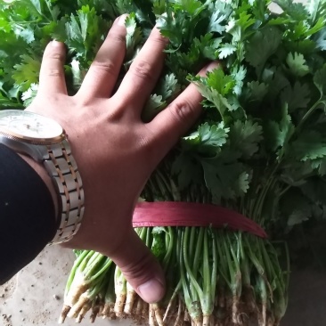 大叶冷棚香菜产地直销适合割根，全根