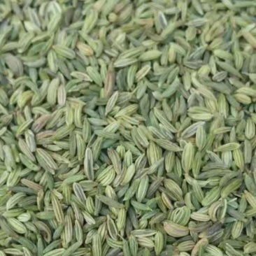 甘肃小茴香新货颜色特绿