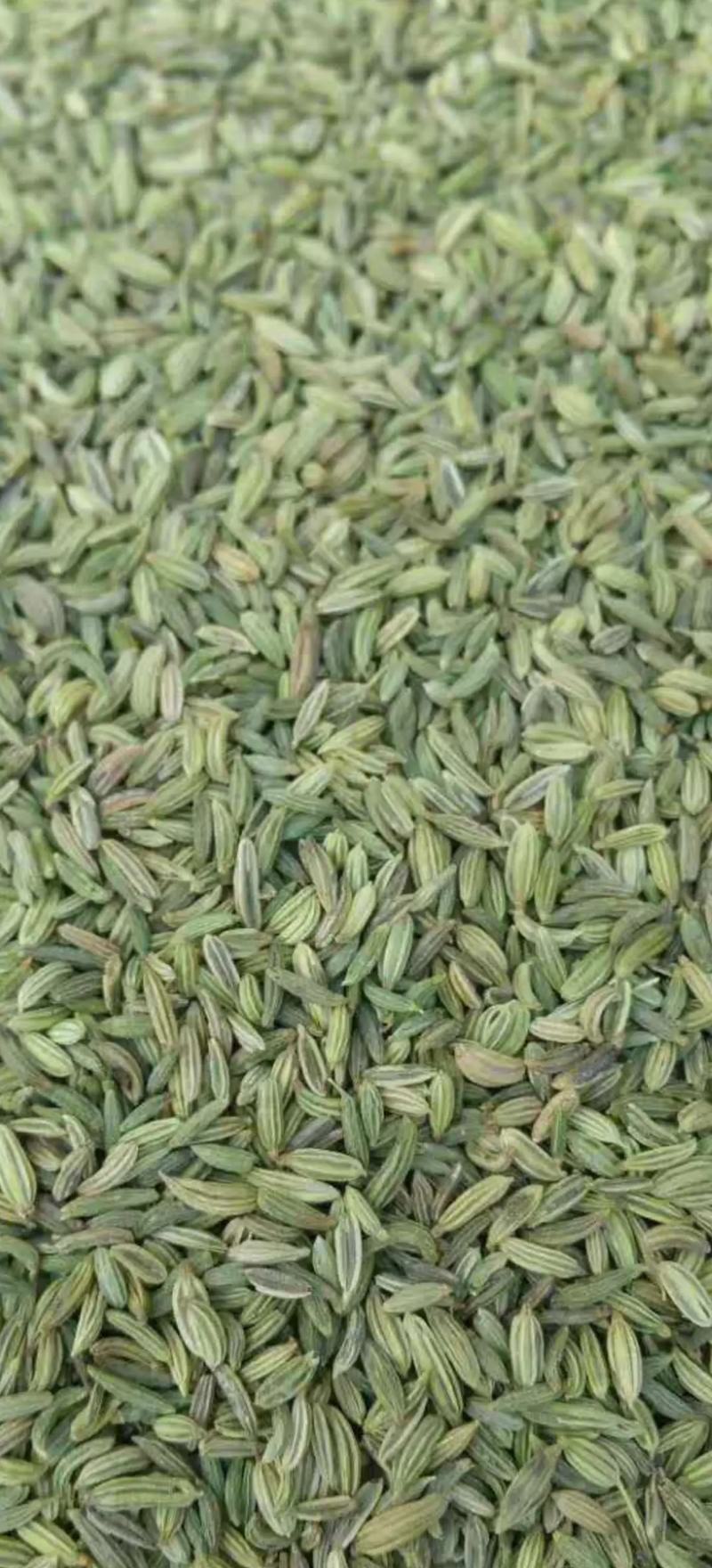 甘肃小茴香新货颜色特绿