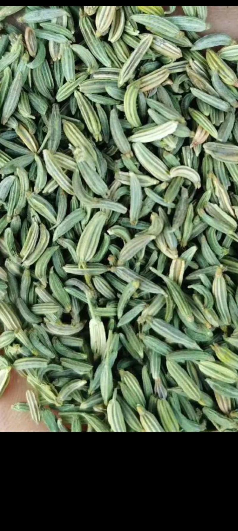 甘肃小茴香新货颜色特绿