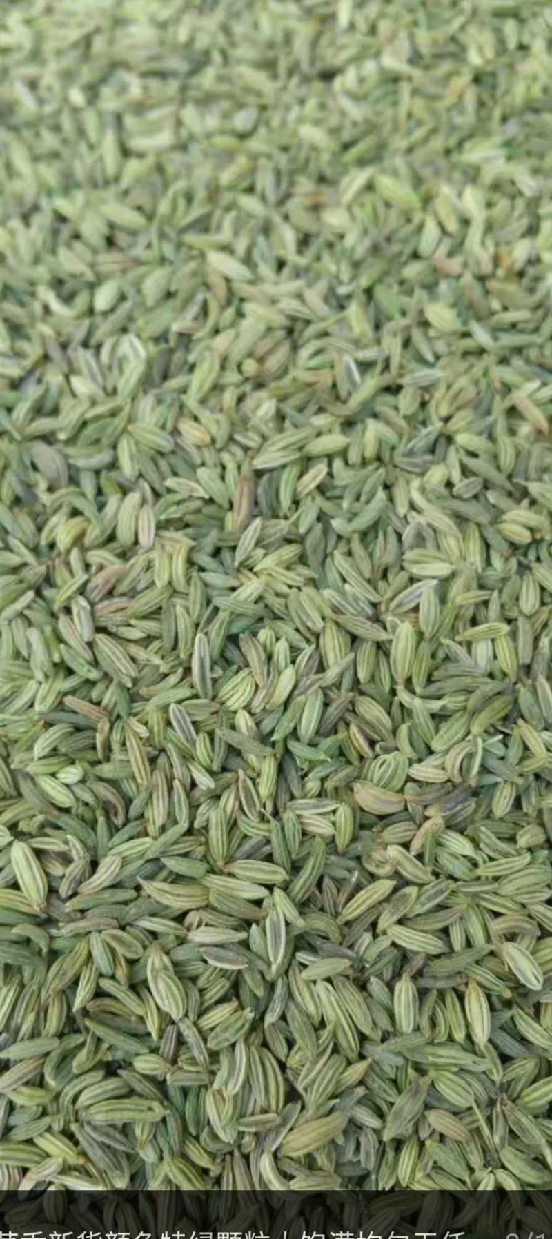 甘肃小茴香新货颜色特绿