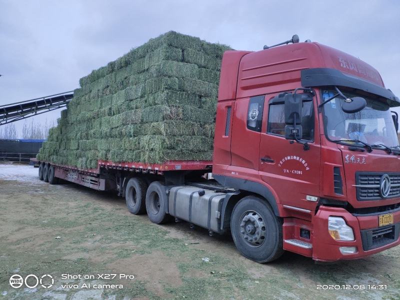 甘肃头苜蓿草紫花玉门牧草西域胜陇源草业苜蓿干度干叶片多